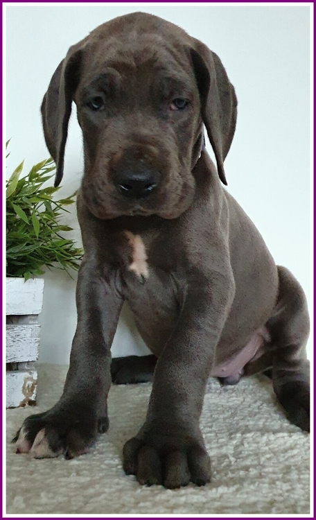 Litter Q 6 weeks